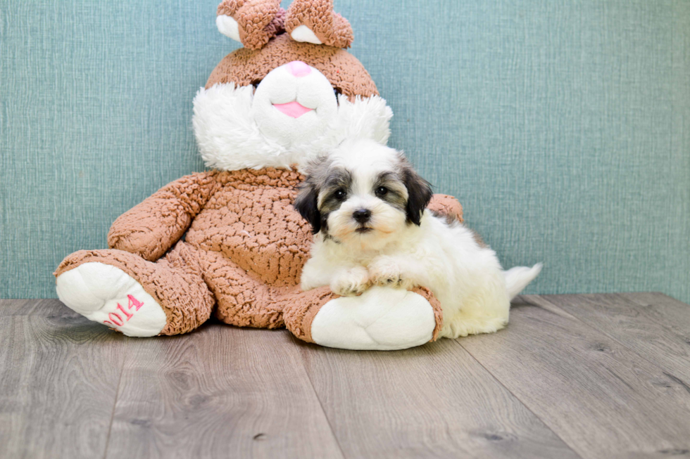 Hypoallergenic Havanese Baby