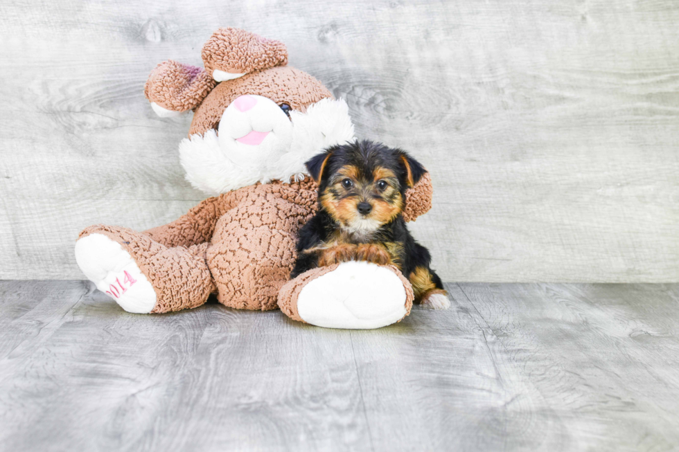 Meet Izzie - our Yorkshire Terrier Puppy Photo 