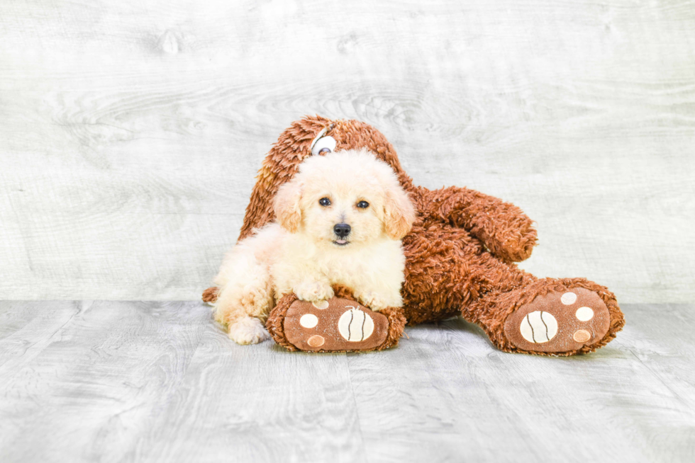 Poodle Pup Being Cute