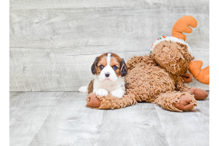 Cavachon Puppy for Adoption