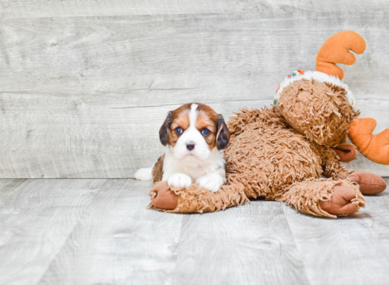 Cavachon Puppy for Adoption