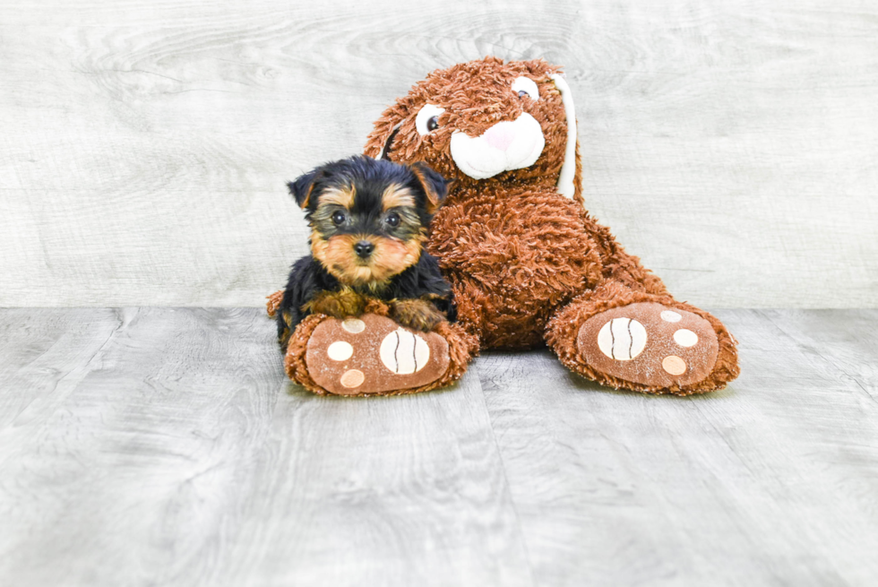 Meet Isabella - our Yorkshire Terrier Puppy Photo 