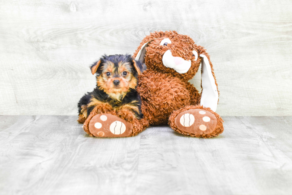 Meet Stevo - our Yorkshire Terrier Puppy Photo 