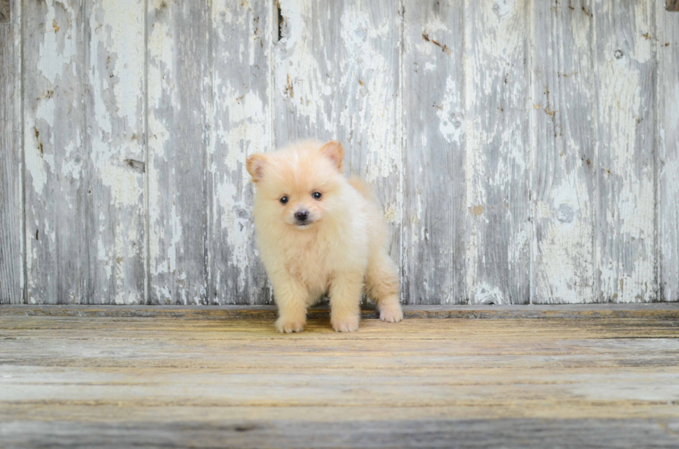 Hypoallergenic Pomeranian Baby