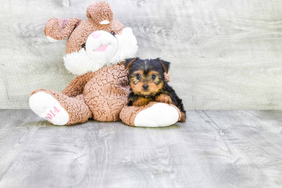 Meet Izzie - our Yorkshire Terrier Puppy Photo 