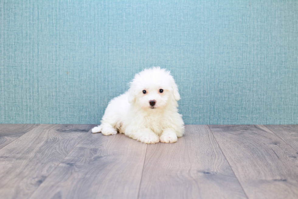 Friendly Bichon Frise Baby