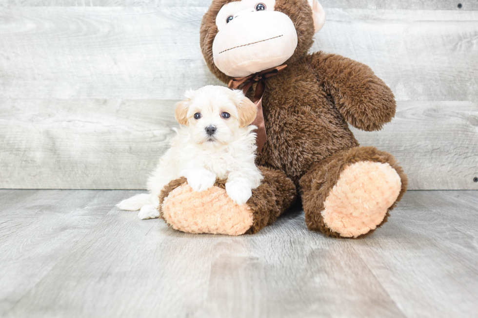 Smart Maltipoo Poodle Mix Pup