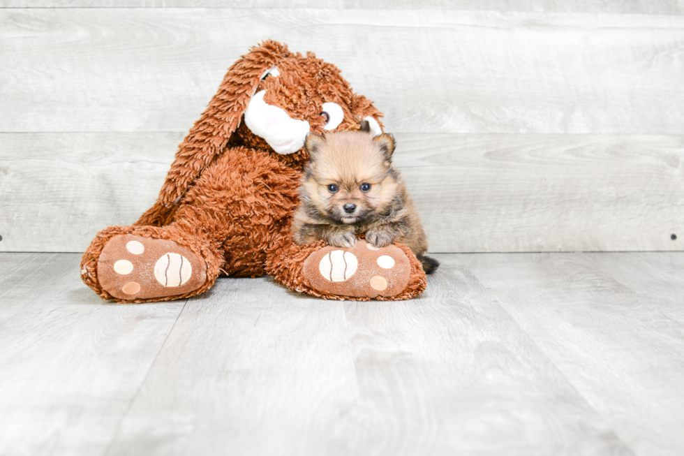 Popular Pomeranian Baby