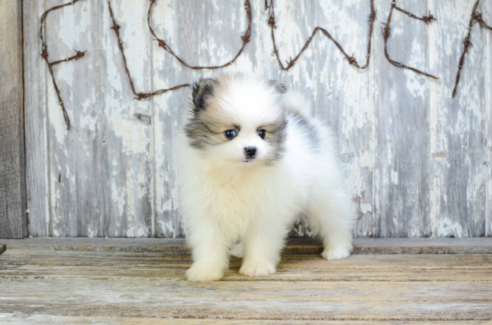 Happy Pomeranian Purebred Puppy