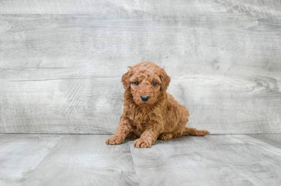 Mini Goldendoodle Puppy for Adoption