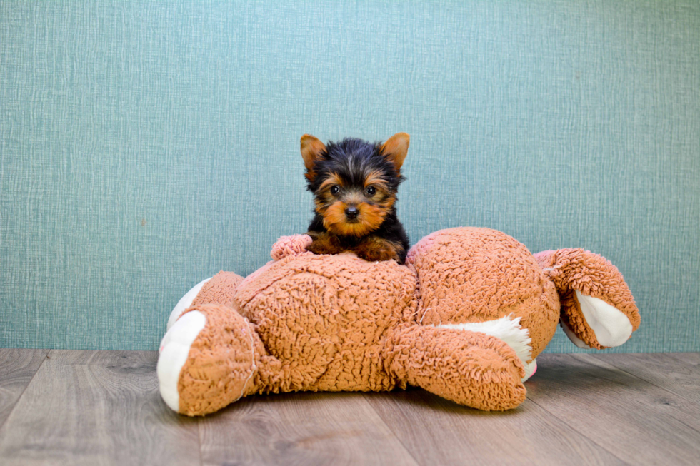 Meet Ronaldo - our Yorkshire Terrier Puppy Photo 