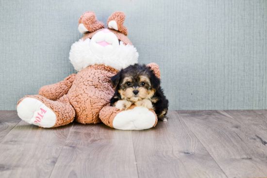 Happy Morkie Baby