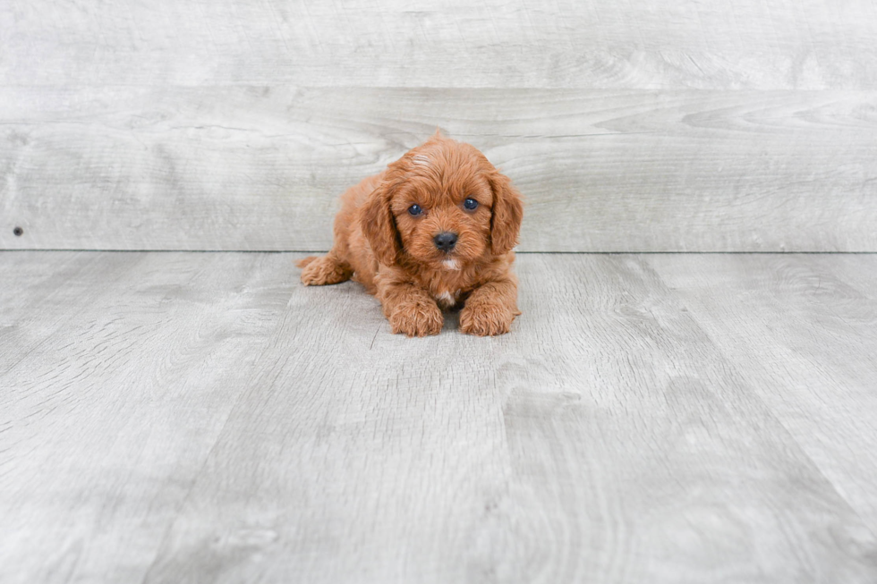 Best Cavapoo Baby