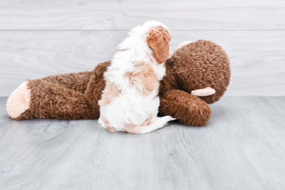 Happy Cavalier King Charles Spaniel Purebred Puppy