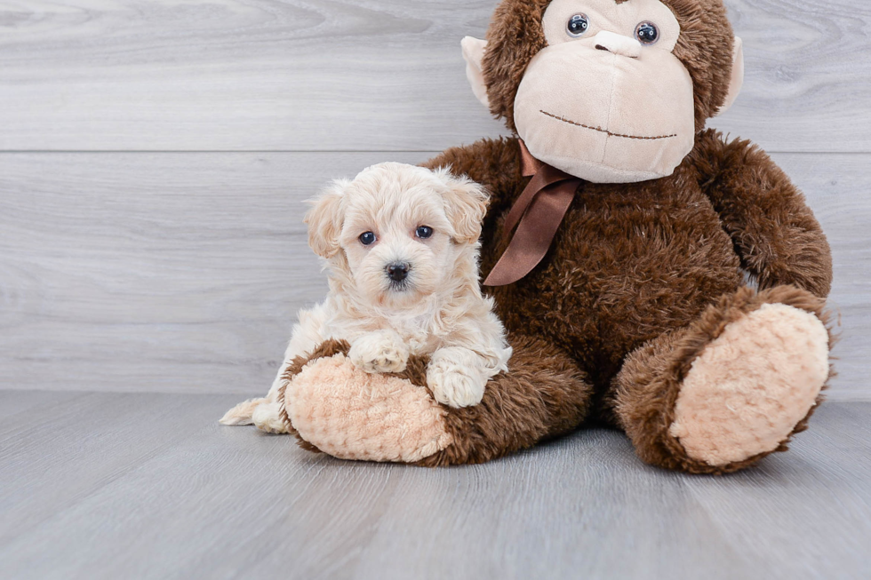 Best Maltipoo Baby