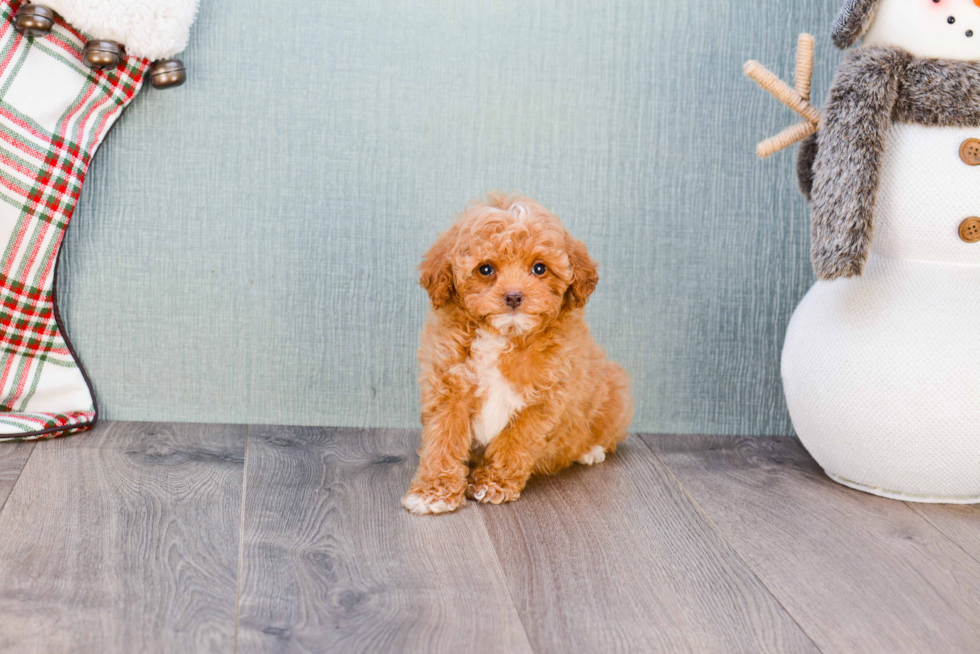 Poodle Pup Being Cute