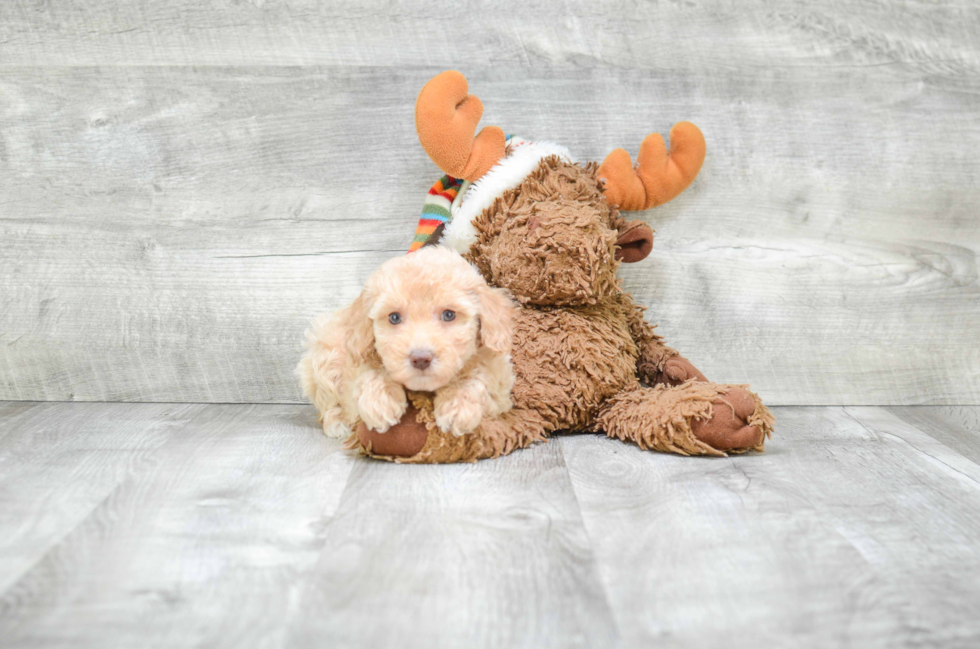 Friendly Poodle Baby