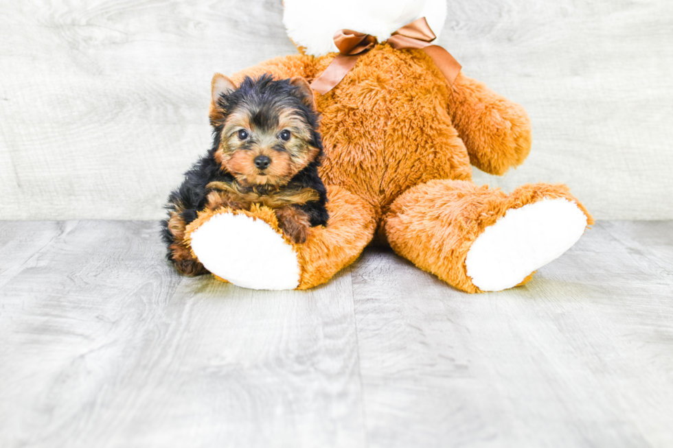 Meet Beckham - our Yorkshire Terrier Puppy Photo 