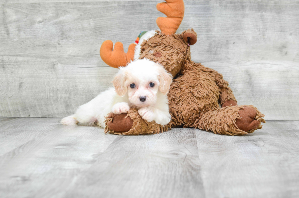 Fluffy Cavachon Designer Pup