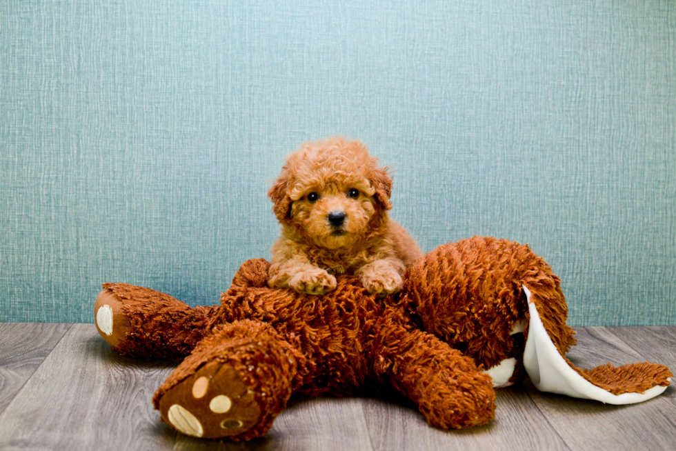 Cavapoo Pup Being Cute