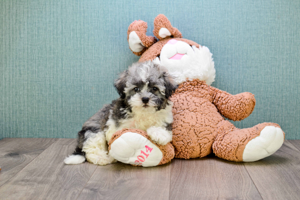 Sweet Havanese Purebred Puppy