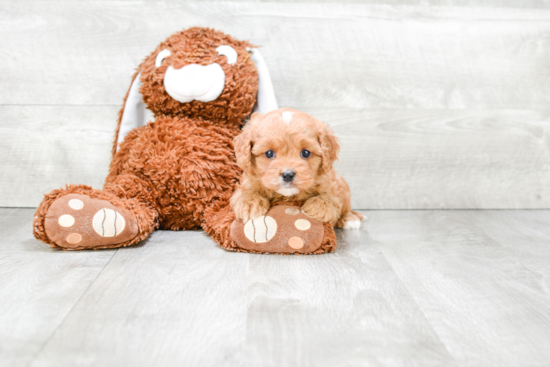 Fluffy Cavapoo Poodle Mix Pup