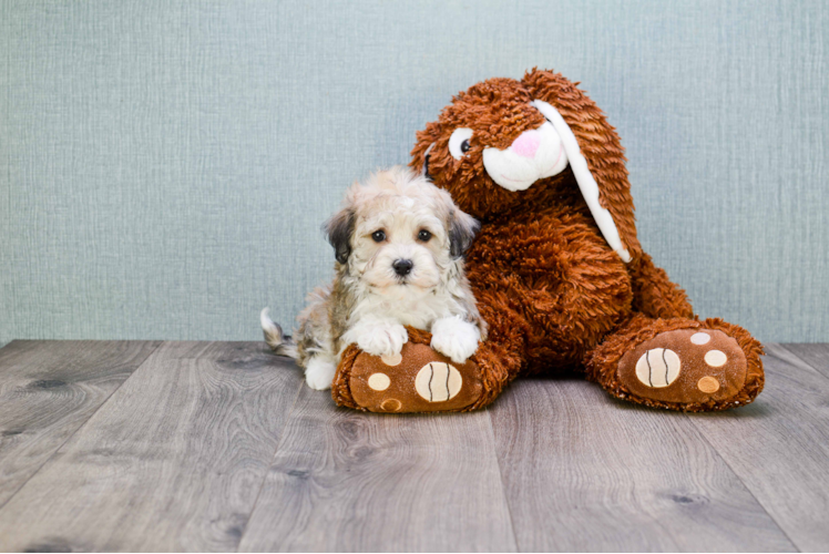 Energetic Havanese Purebred Puppy