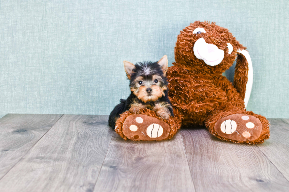 Meet Tinkerbell - our Yorkshire Terrier Puppy Photo 