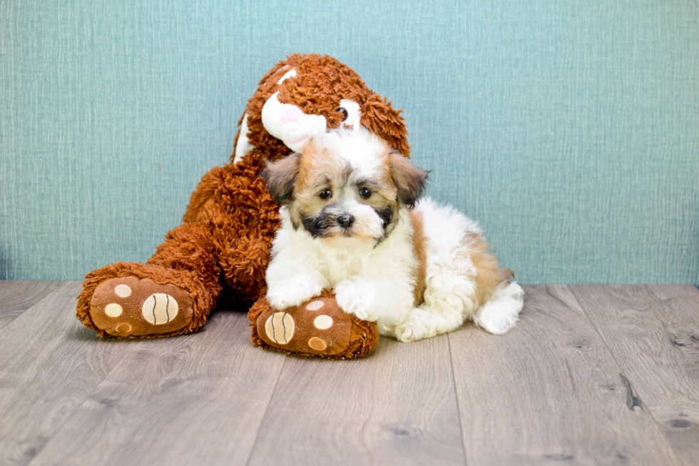 Sweet Havanese Purebred Puppy