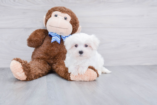 Adorable Maltese Purebred Puppy