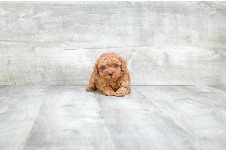 Maltipoo Pup Being Cute