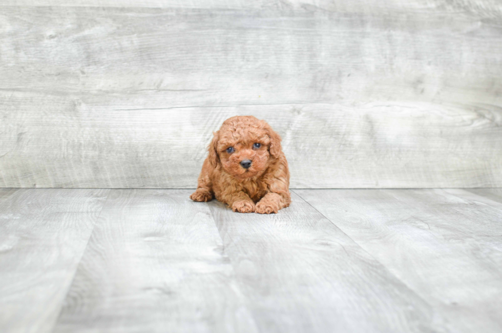 Maltipoo Pup Being Cute