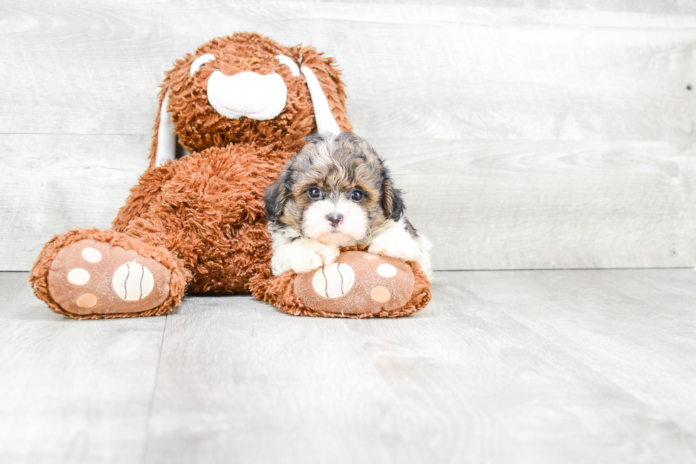 Teddy Bear Pup Being Cute