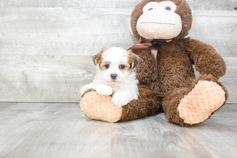 Energetic Shichon Designer Puppy