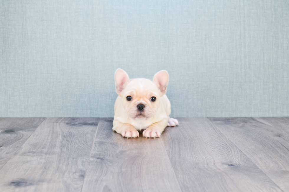 Small French Bulldog Baby