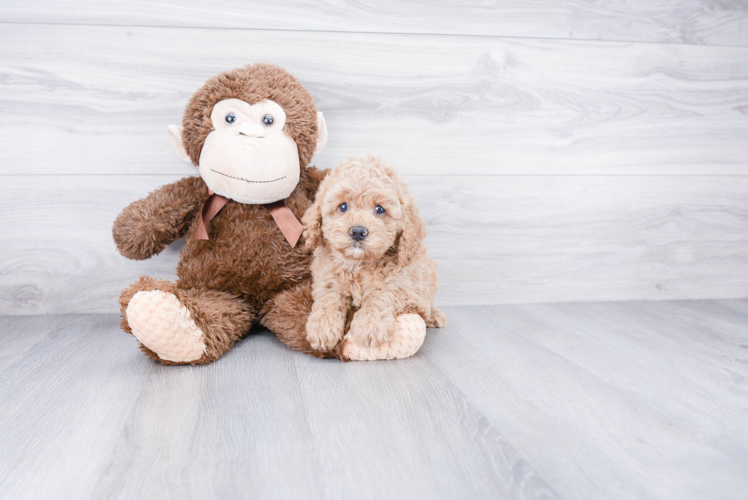 Cockapoo Pup Being Cute