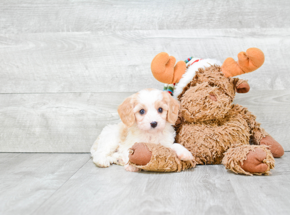 Energetic Cavalier Designer Puppy