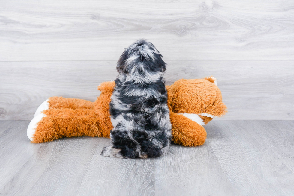 Cute Cockapoo Baby