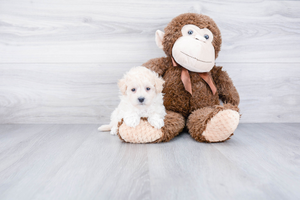 Best Maltipoo Baby