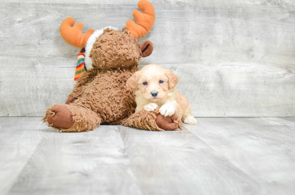 Maltipoo Puppy for Adoption