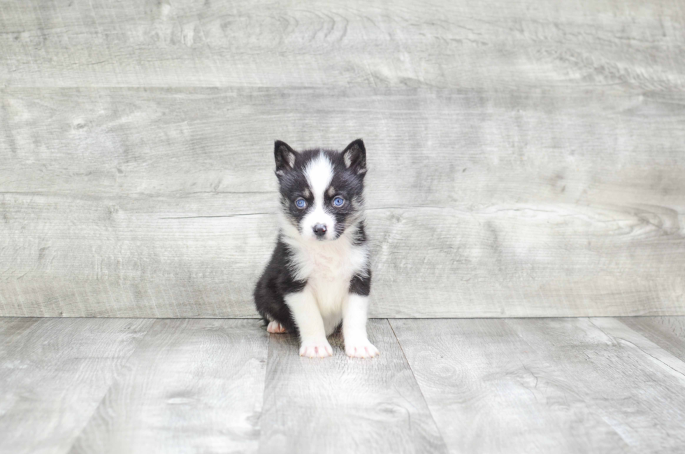 Pomsky Pup Being Cute