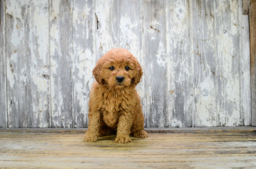 Mini Goldendoodle Puppy for Adoption