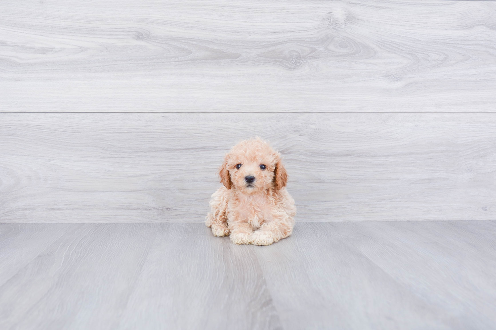 Playful Maltepoo Poodle Mix Puppy