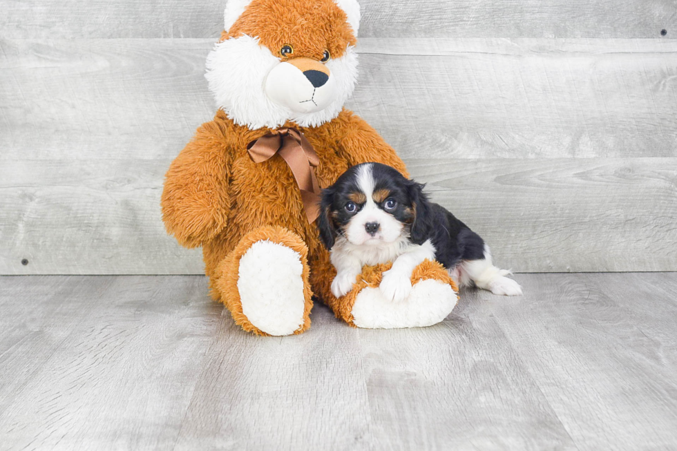 Cavalier King Charles Spaniel Puppy for Adoption