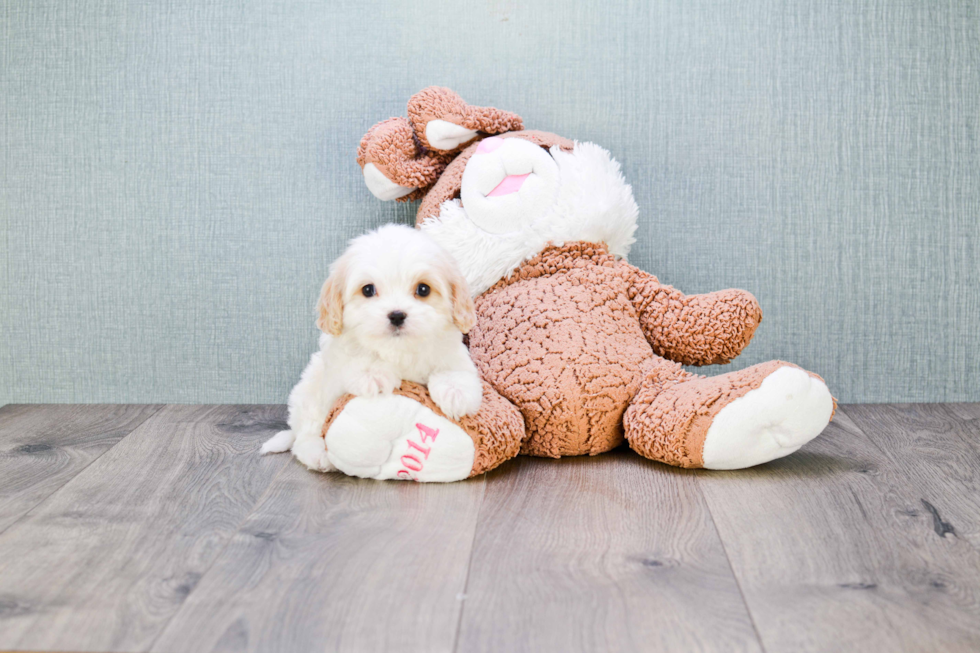 Cavachon Pup Being Cute