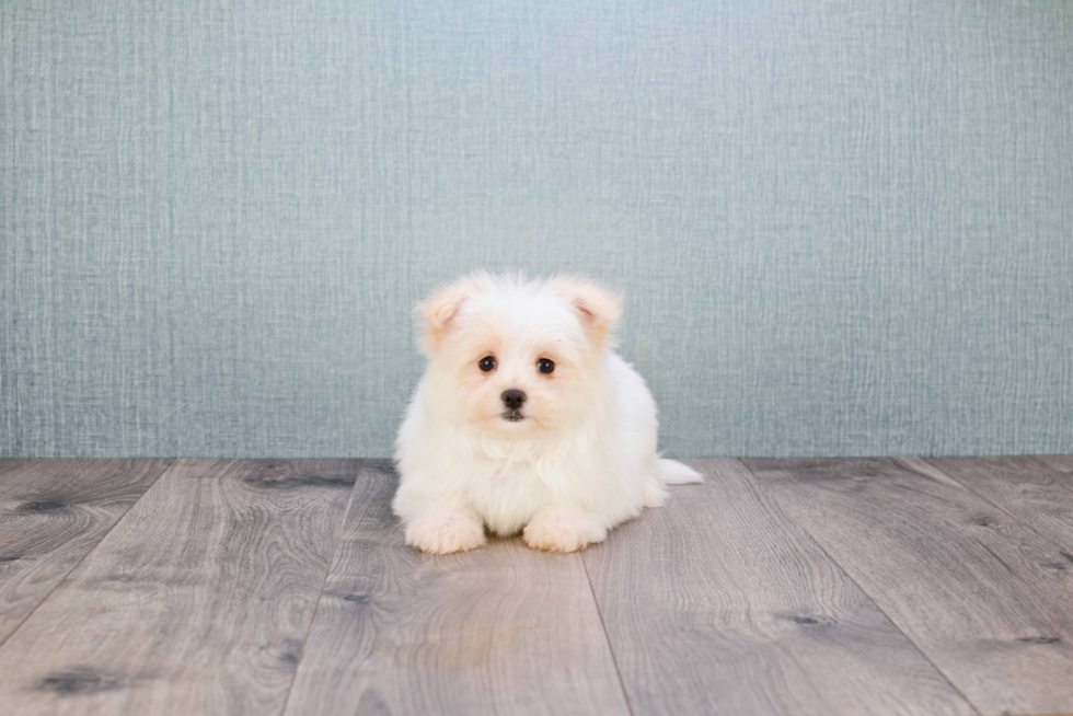 Smart Maltipom Designer Pup