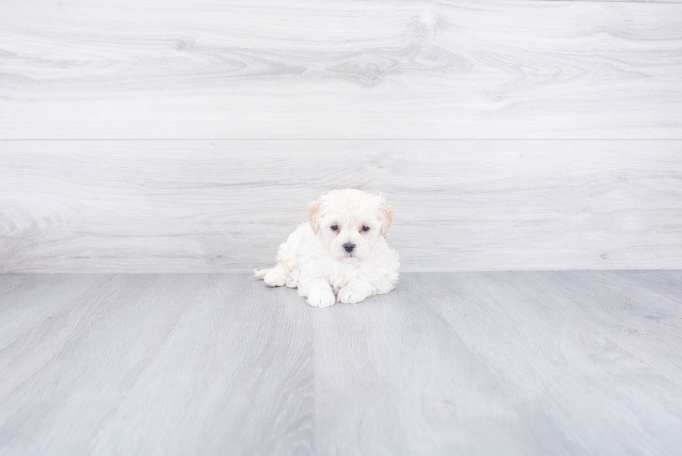 Maltipoo Pup Being Cute