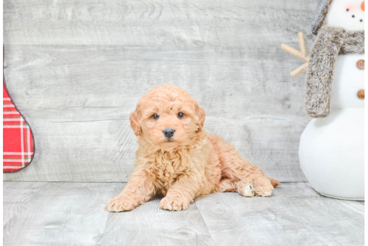 Best Mini Goldendoodle Baby