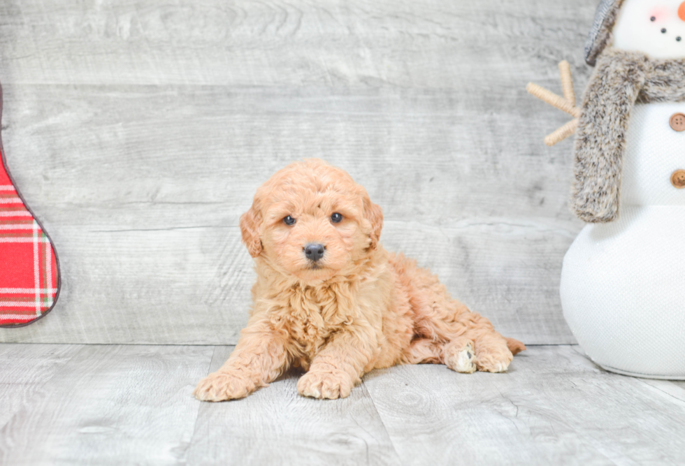 Best Mini Goldendoodle Baby