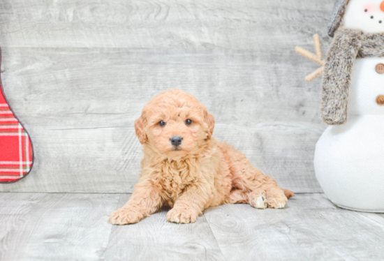 Best Mini Goldendoodle Baby